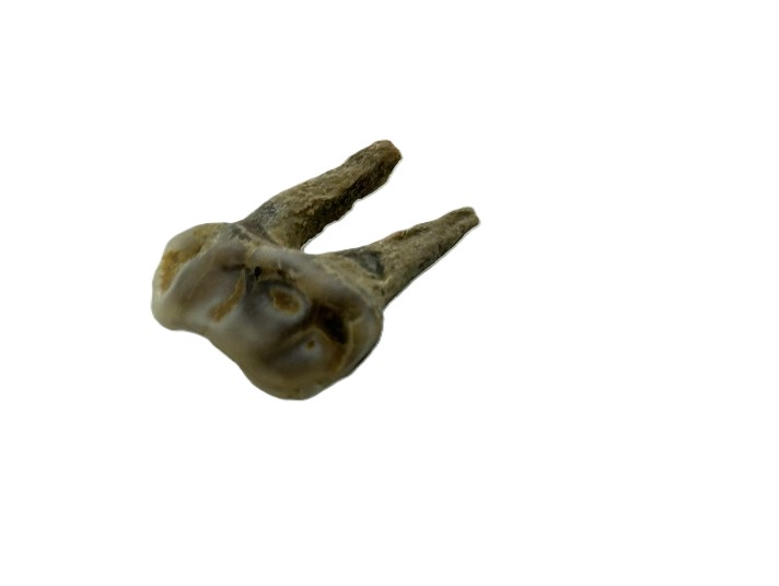 Wallaby Tooth.