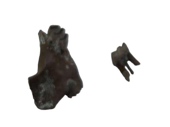 Rodent Jaw.
