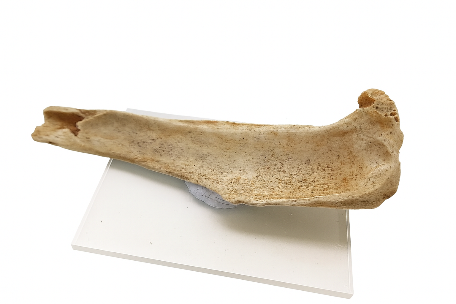 Bone.