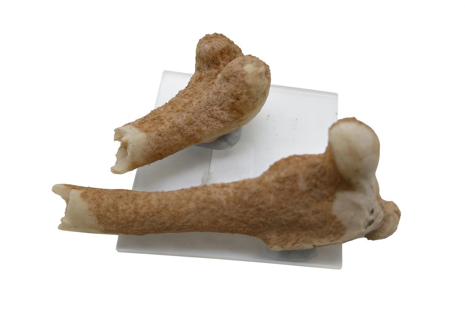 Bone
