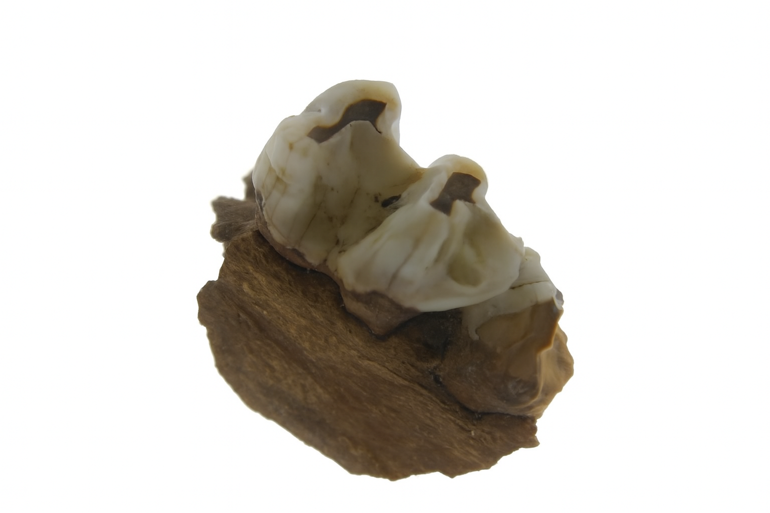 Kangaroo Tooth.