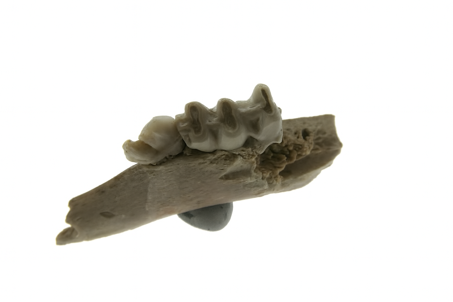 Kangaroo Tooth.