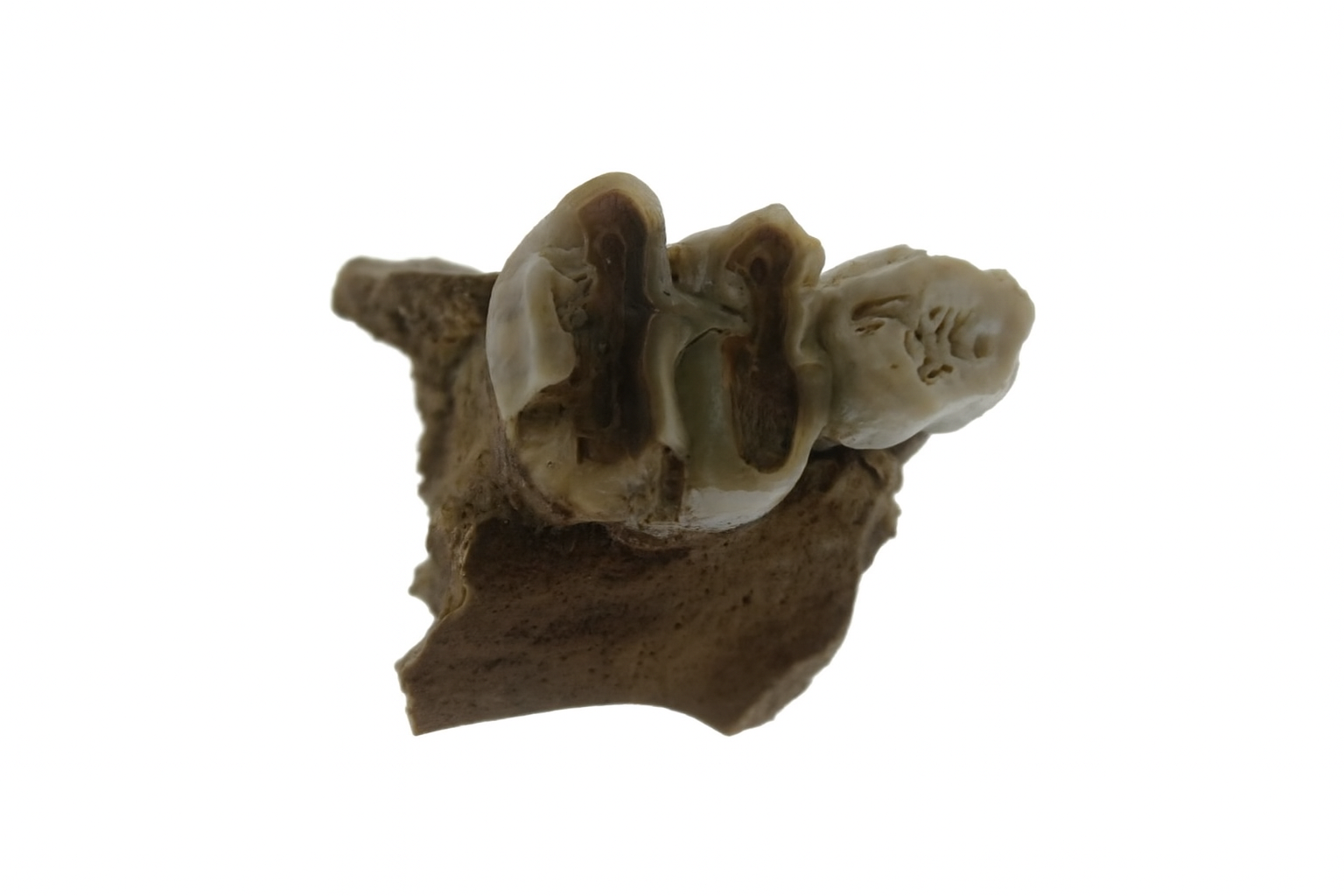 Kangaroo Tooth.