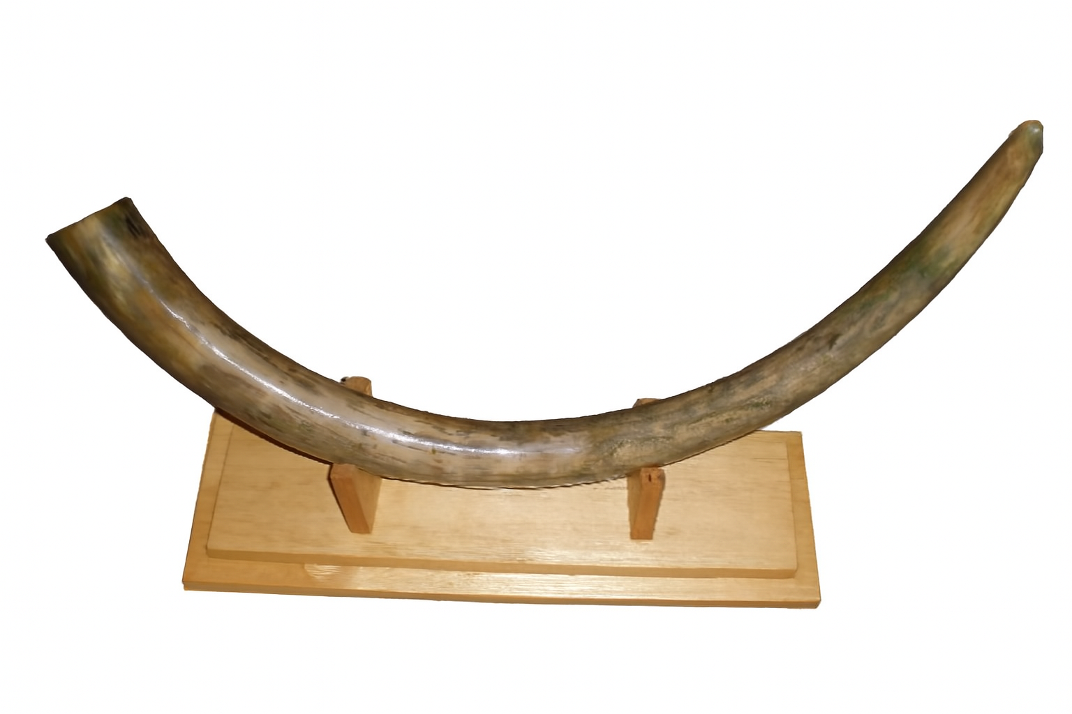Mammoth Tusks