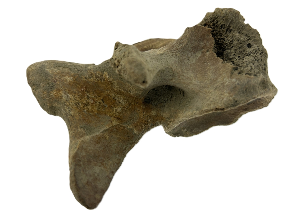 Mammal bone