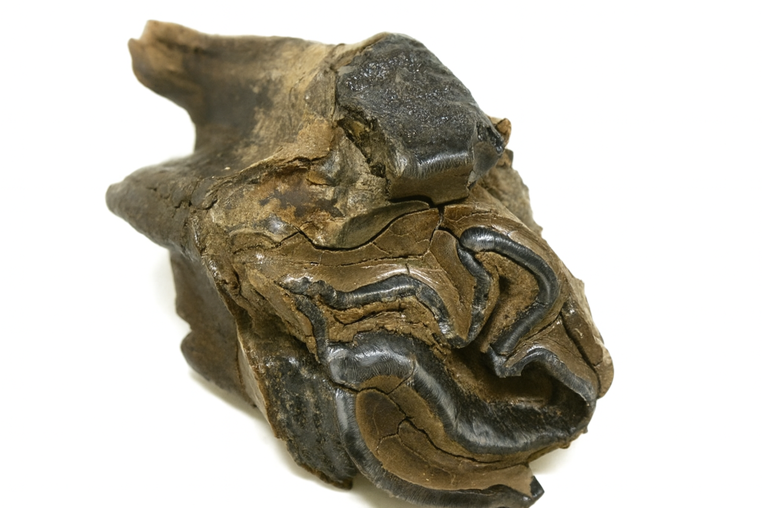 Woolly Rhino Tooth.