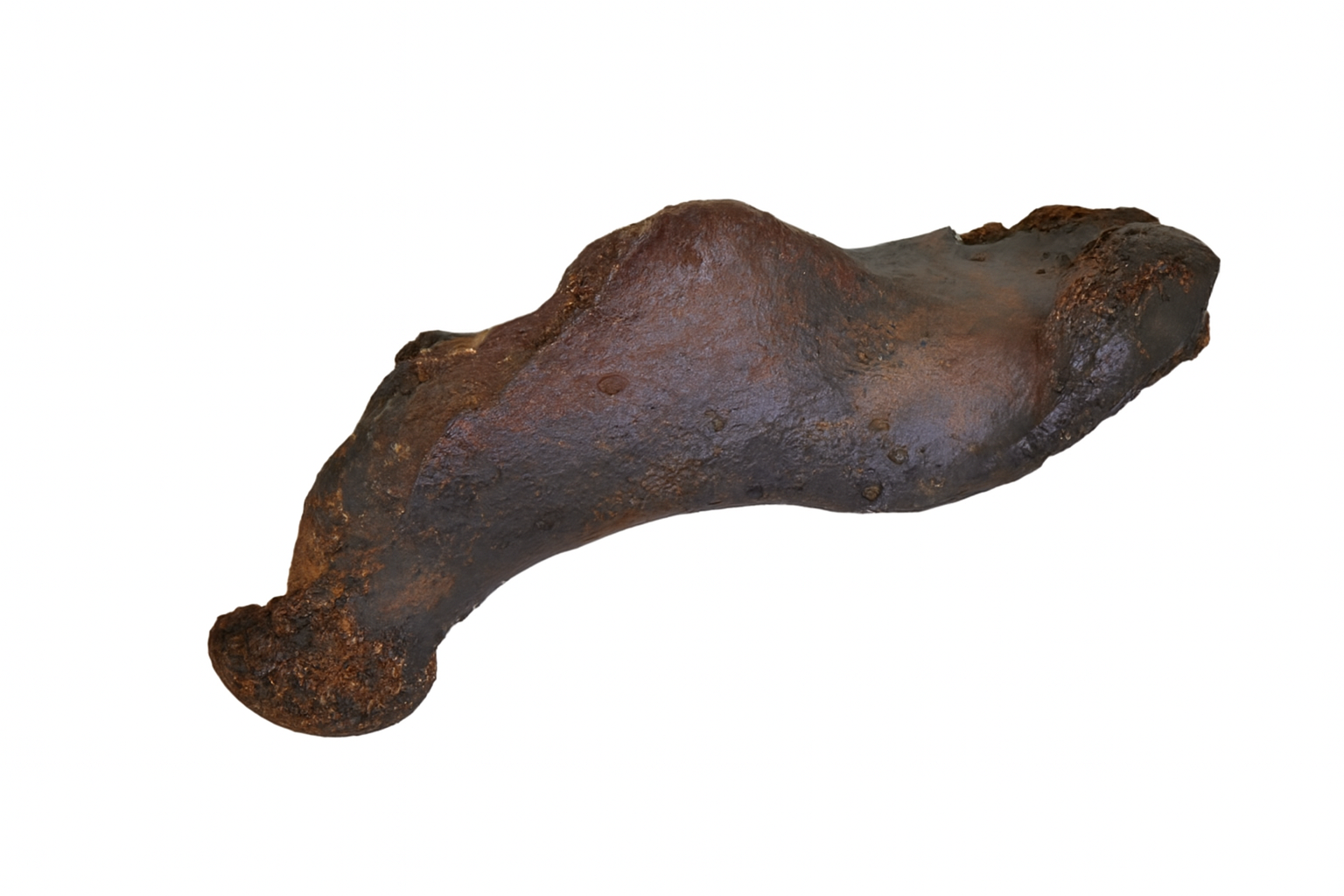 Seal and WalrusBones