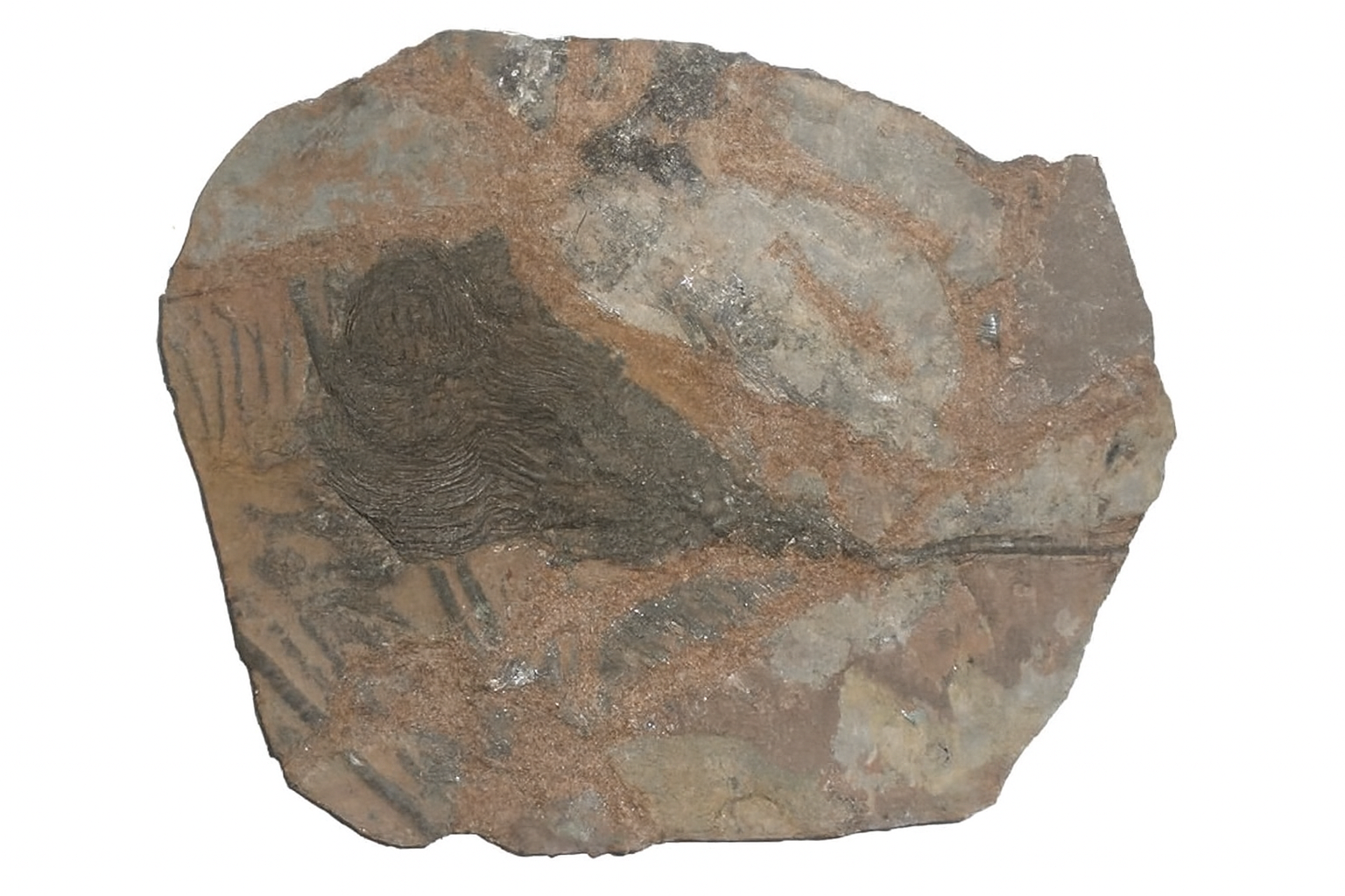 Scyphocrinites elegans.