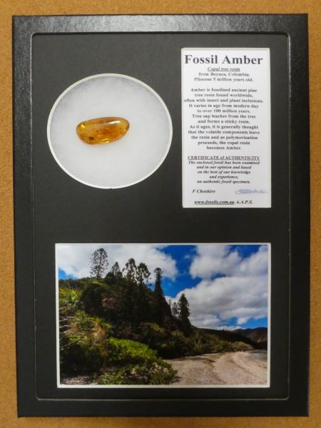Boxed Amber with insect inclusions.