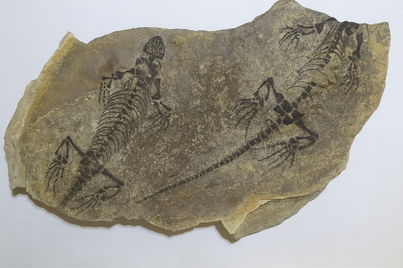 Barasaurus besairiei