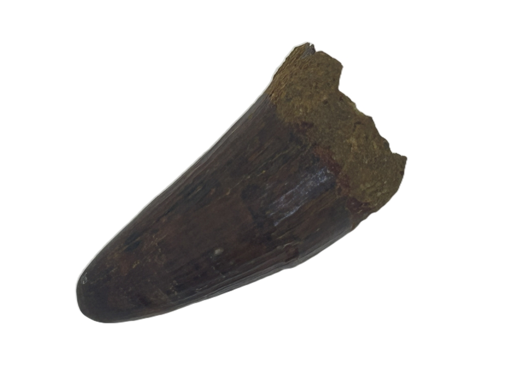 Crocodile Tooth.