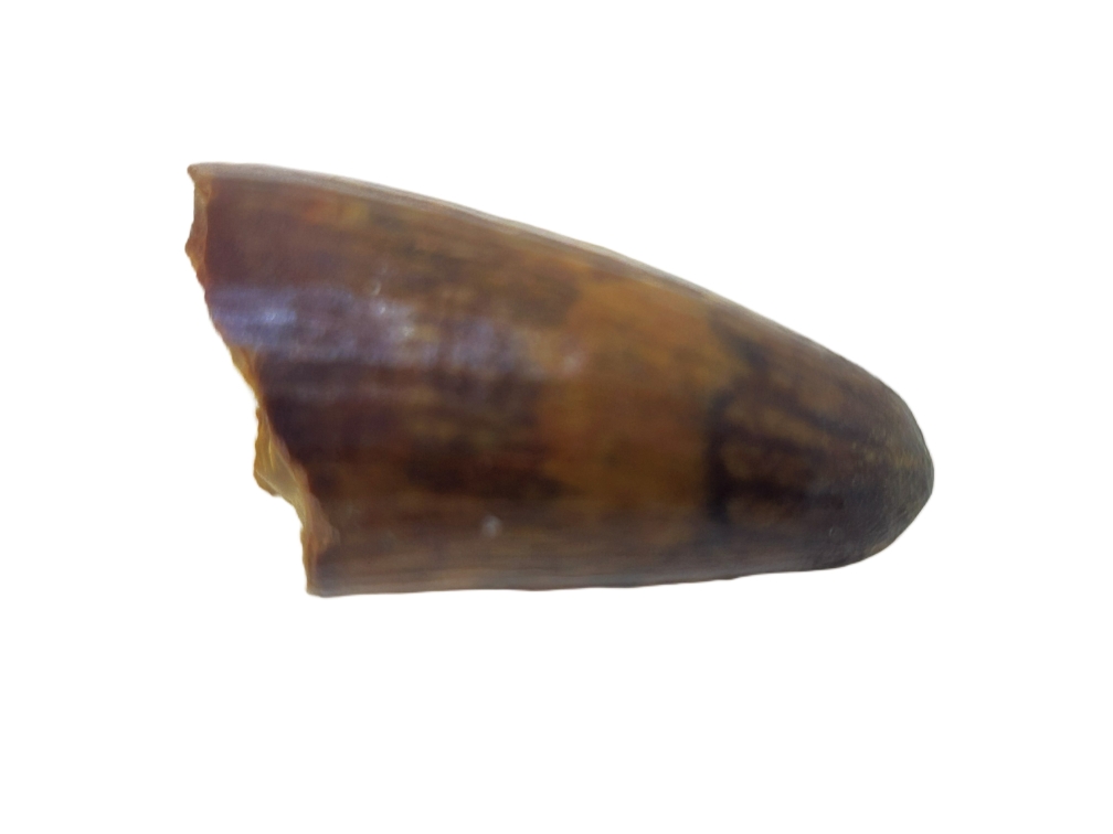 Crocodile Tooth.