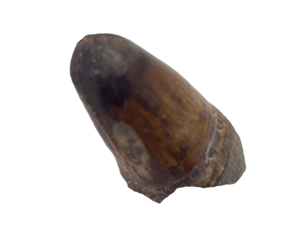 Crocodile Tooth.