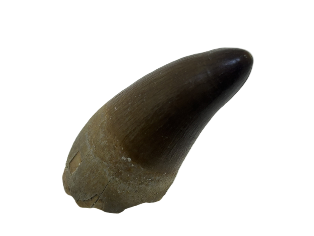 Crocodile Tooth.