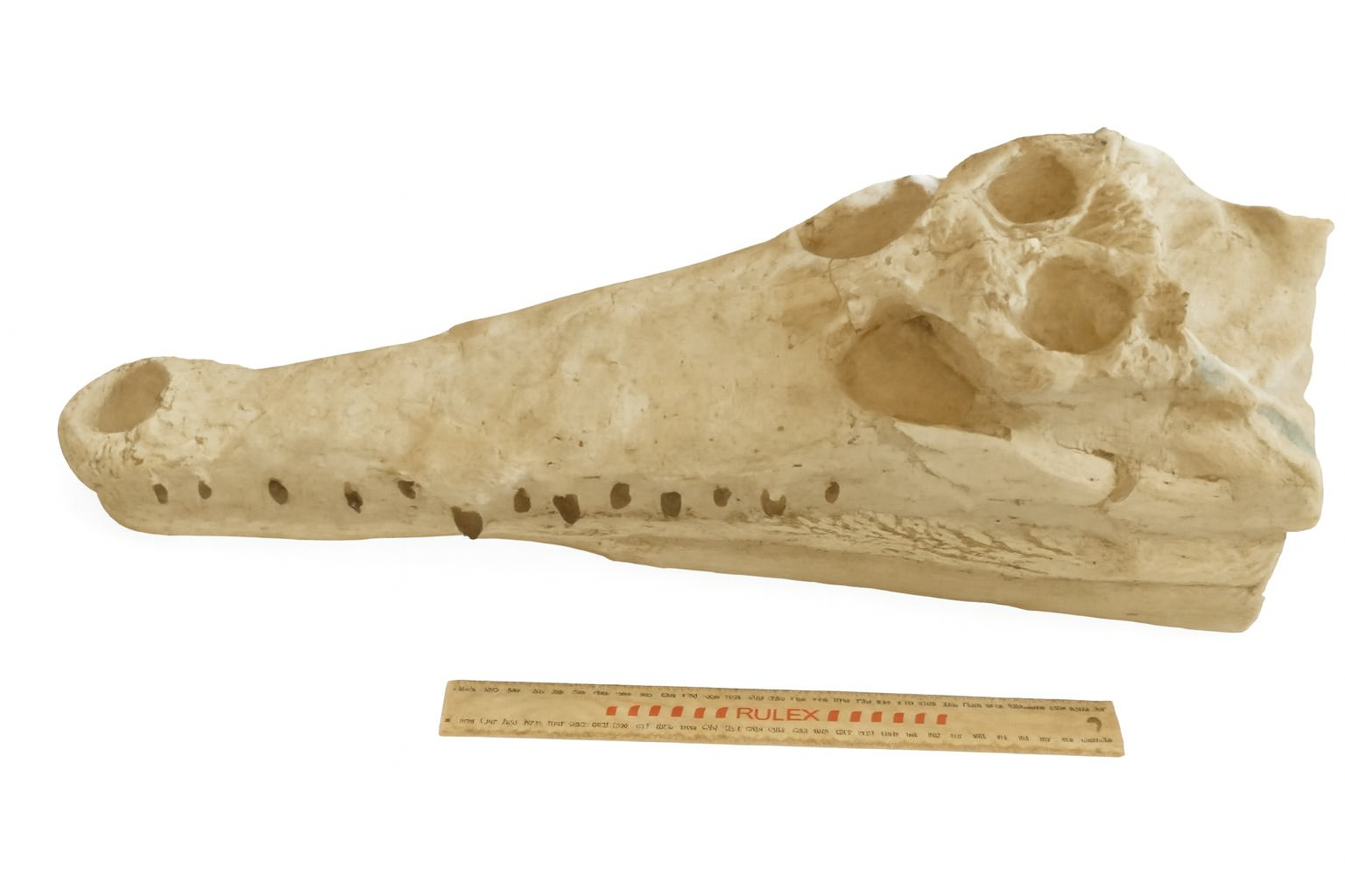 Crocodile Skull.