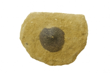 Globidens Tooth.