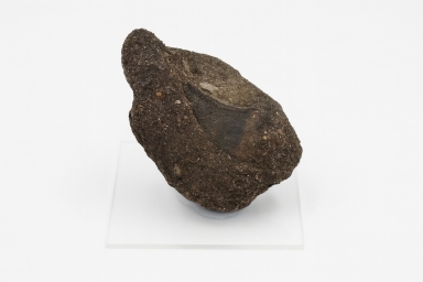 Mosasaurus Tooth.