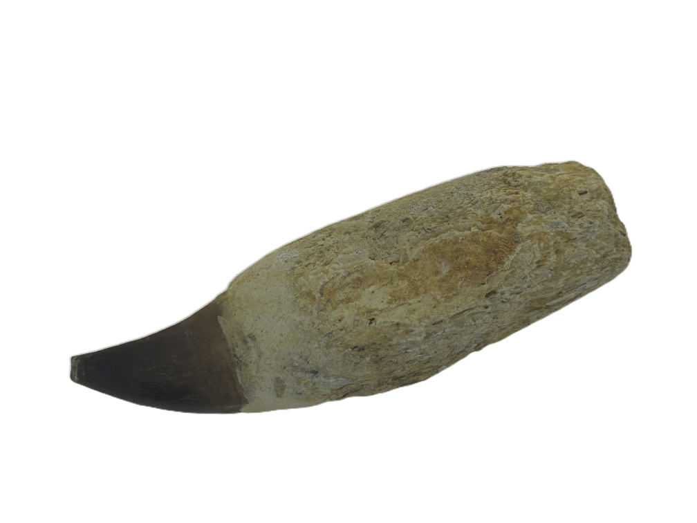 Mosasaurus Tooth.