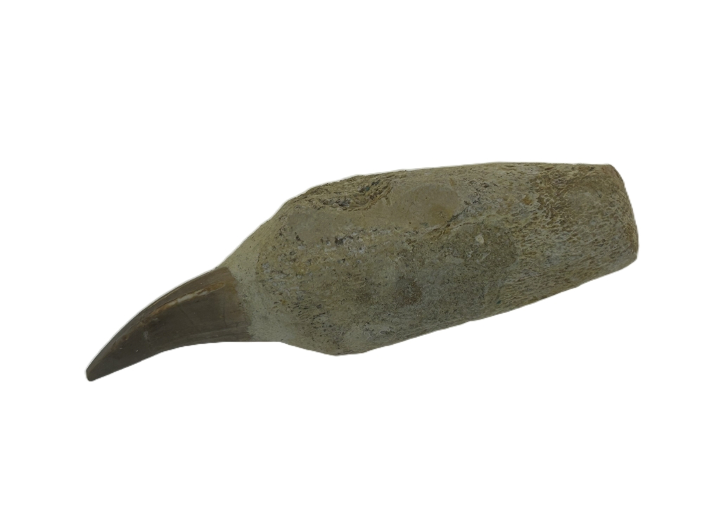 Mosasaurus Tooth.