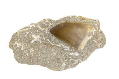 Mosasaurus Tooth in sandstone.