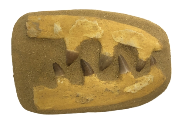 Composite Mosasaurus Jaw.