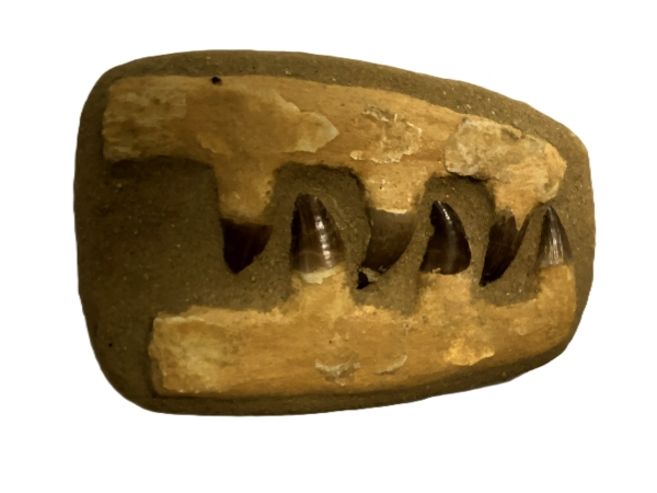 Composite Mosasaurus Jaw.