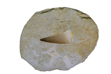 Mosasaur Teeth on matrix