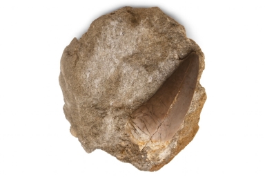 Mosasaurus Tooth in sandstone.