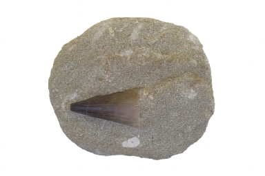 Mosasaurus Tooth in sandstone.