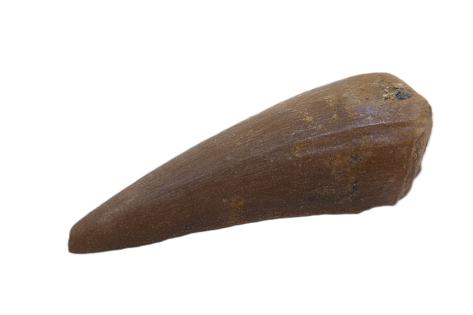 Plesiosaur Tooth