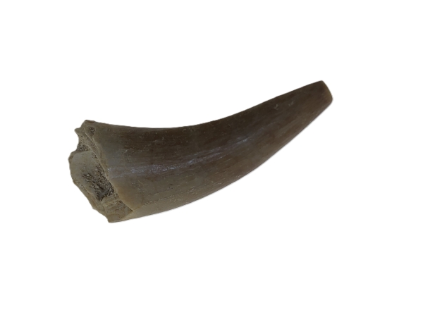 Plesiosaurus Tooth.