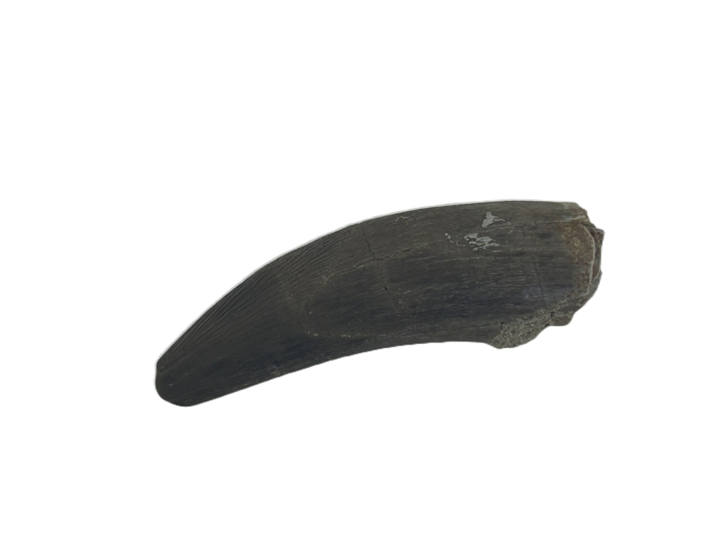 Plesiosaurus Tooth.