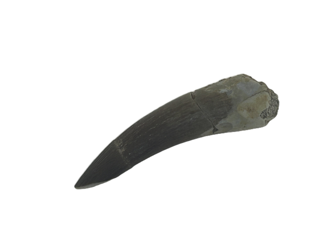 Plesiosaurus Tooth.