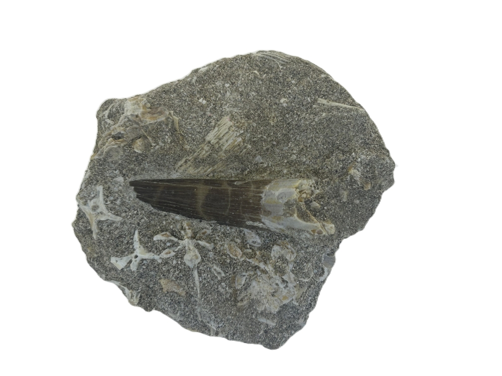 Plesiosaurus Tooth.