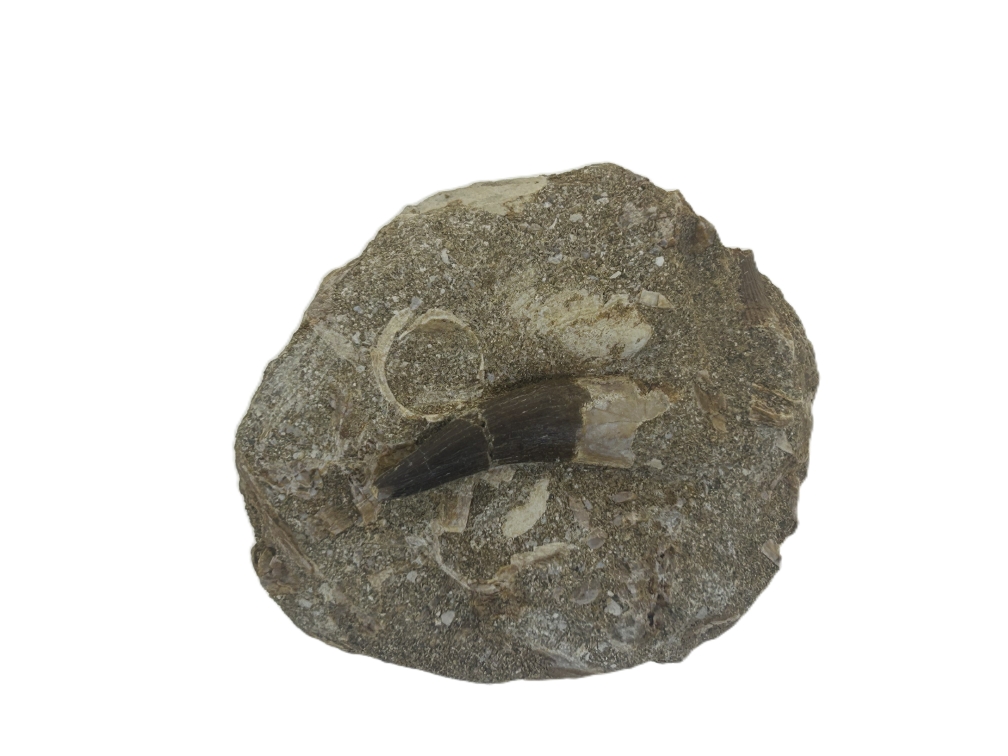 Plesiosaurus Tooth.
