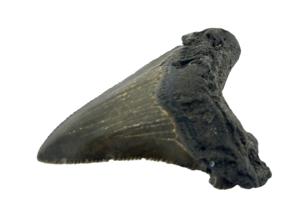 Carcharadon Angustidens.