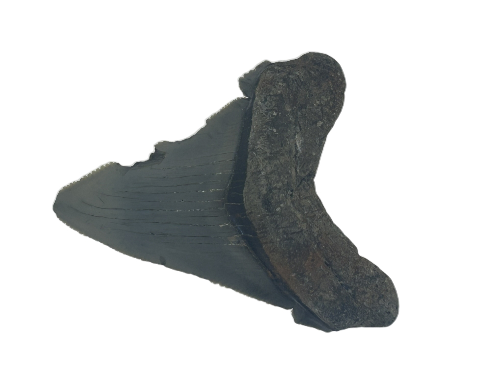 Carcharadon Angustidens.