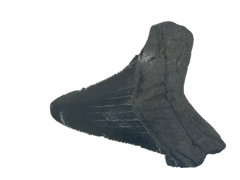 Carcharadon Angustidens.