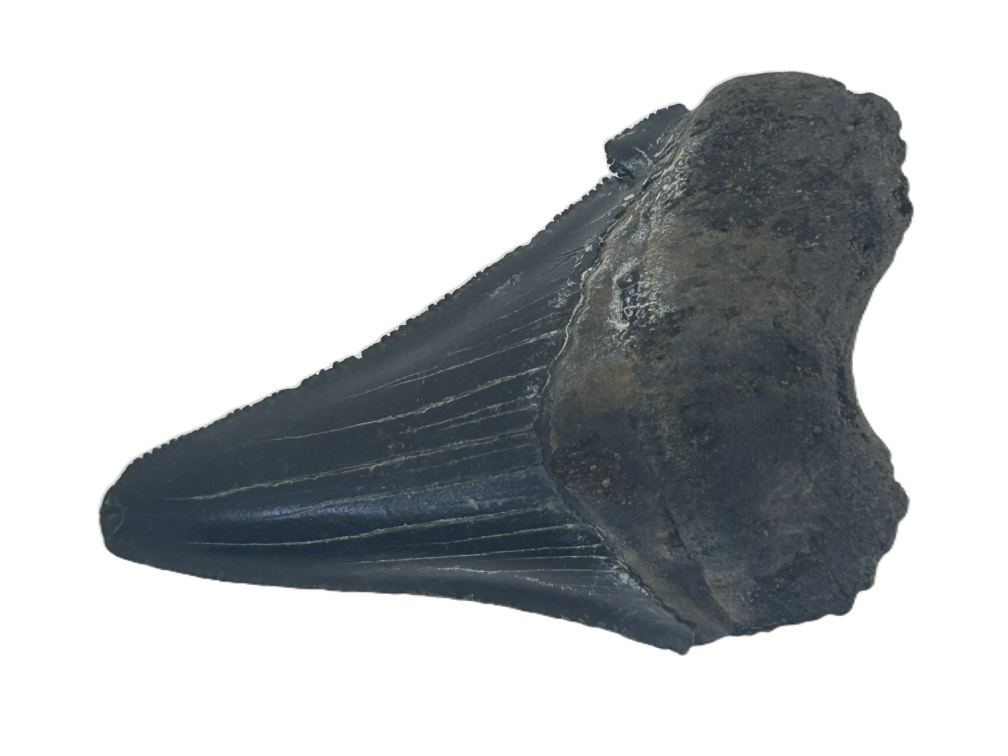 Carcharadon Angustidens.