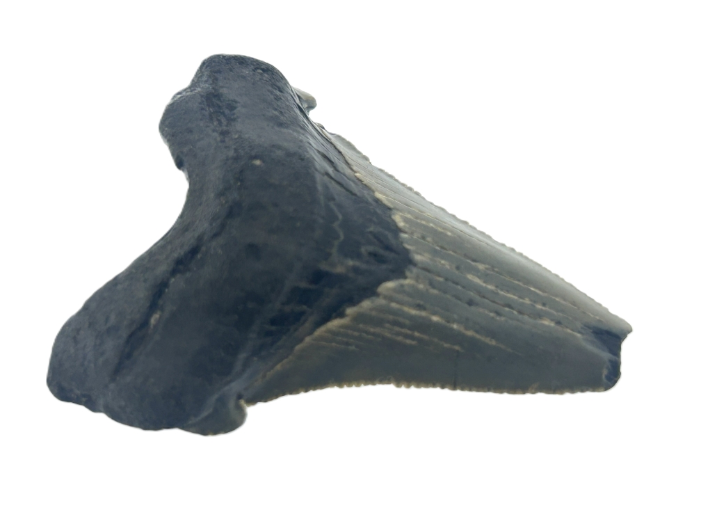 Carcharadon Angustidens.