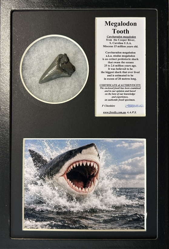 Boxed Carcharadon Megalodon tooth.