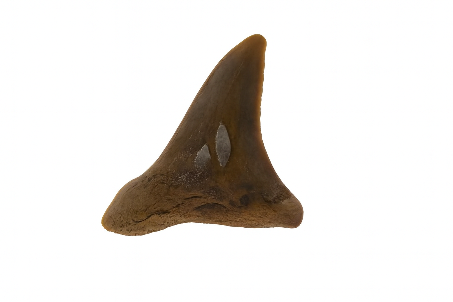 Hemipristis Serra Tooth.