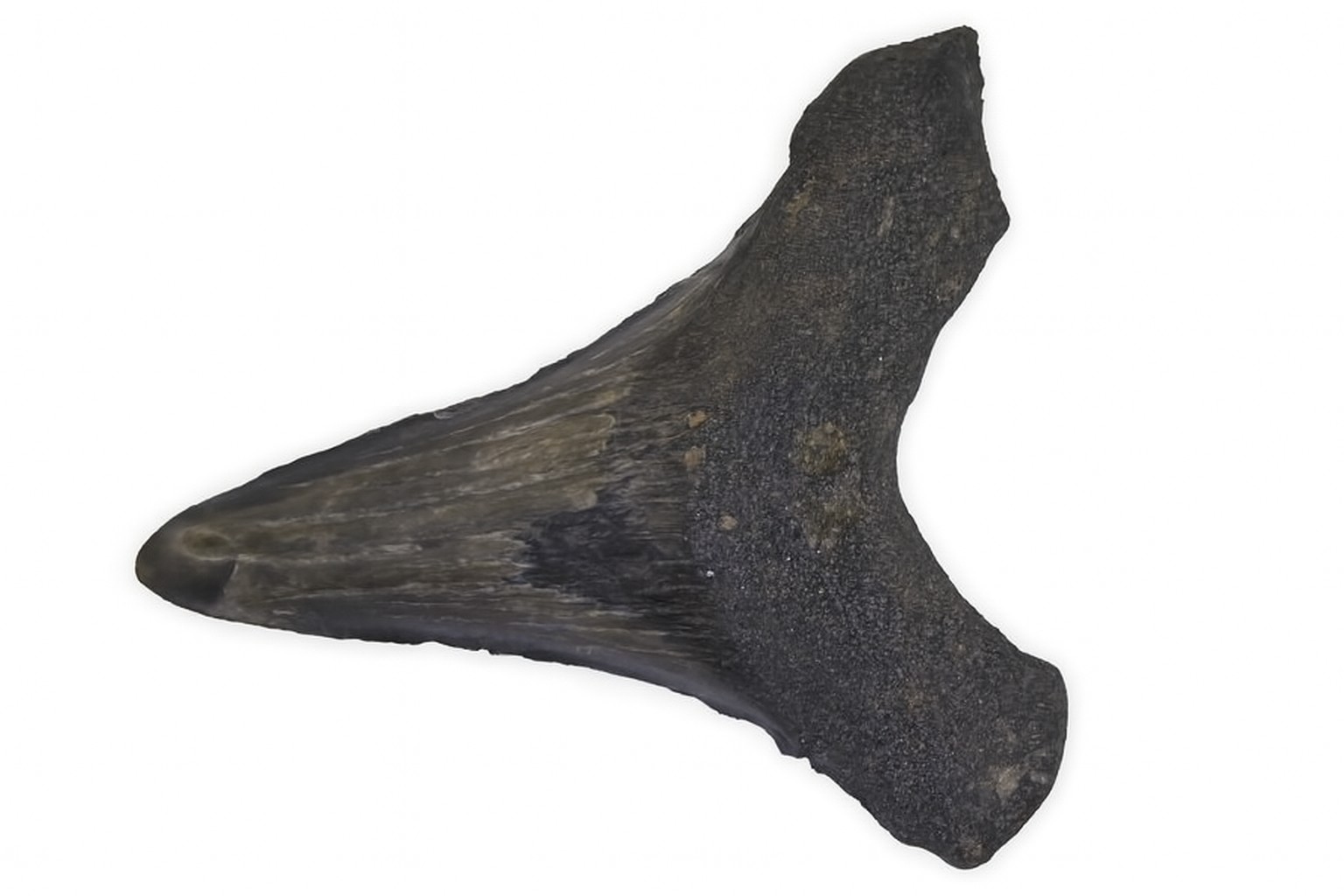 Carcharocles Megalodon Tooth.