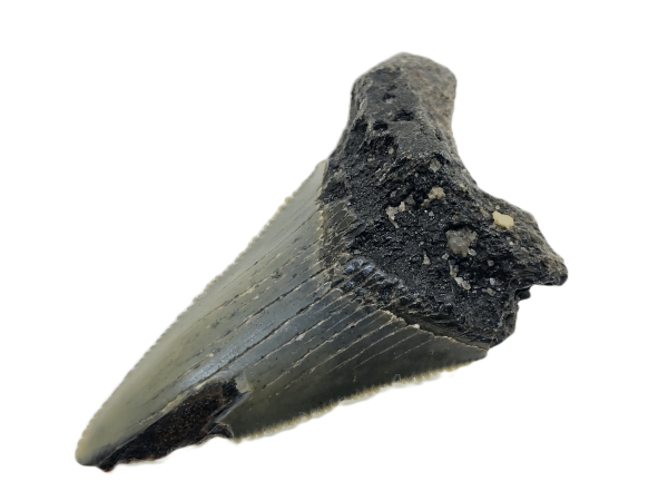 Carcharocles Megalodon Tooth.