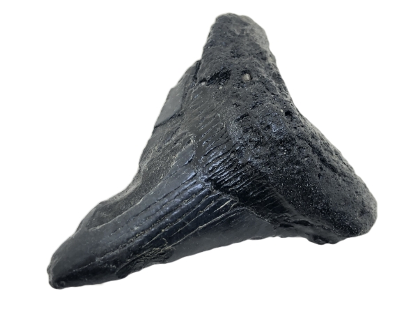 Carcharocles Megalodon Tooth.