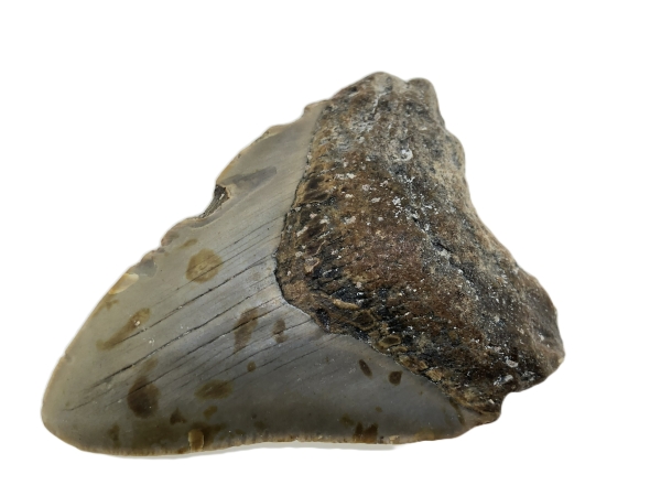 Carcharocles Megalodon Tooth.