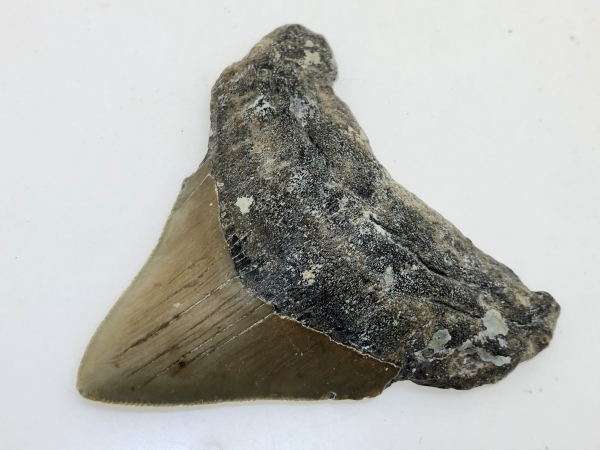 Carcharocles Megalodon Tooth.