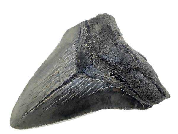 Carcharocles Megalodon Tooth.