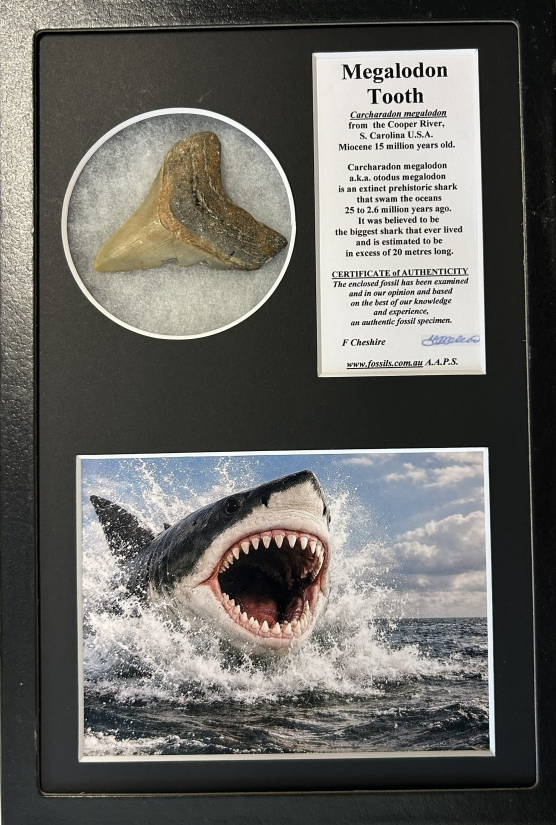 Boxed Carcharadon Megalodon tooth.