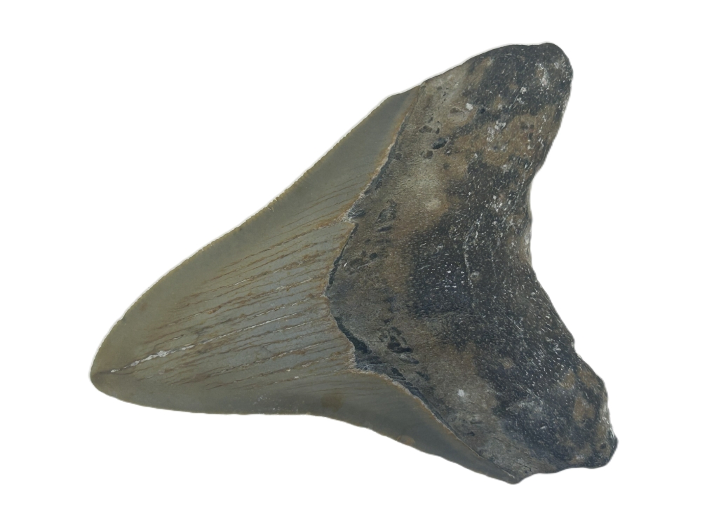 Carcharocles Megalodon Tooth.